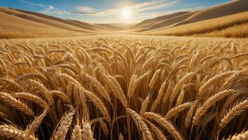 Wheat Field Landscape with Golden Grain and Blue Sky photo