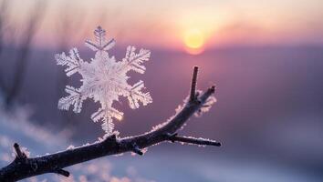 Snowflake on Branch at Sunset photo