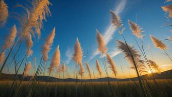 Pampas Grass Field Under Blue Sky at Sunset photo