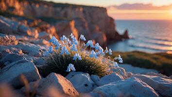 Blue Flower on Rocky Coastline with Sunset Seascape photo