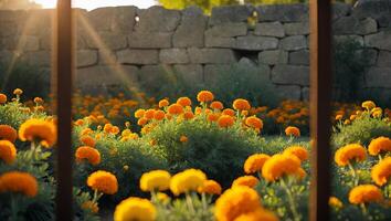 Marigold Flower Garden with Stone Wall Backdrop photo