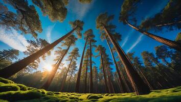 Tall Pine Tree Forest with Sunlight and Blue Sky photo