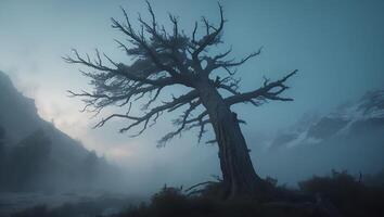 Lone Tree in Foggy Mountain Landscape photo