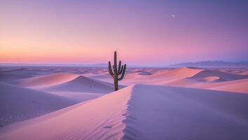 Cactus in Desert Sand Dunes at Sunset photo