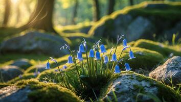 Bluebell Flowers in Forest photo