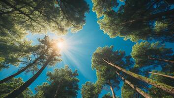 Looking Up at Tall Pine Trees with Bright Sun photo