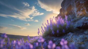 Purple Lavender Field Near Rocky Cliff with Sunset Sky View photo