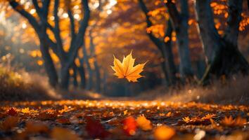 Falling Leaf in Autumn Forest with Warm Sunlight and Colorful Foliage photo