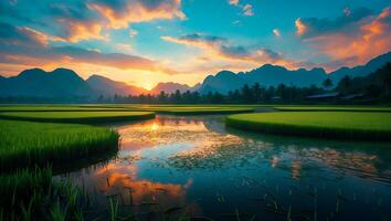 Rice Field Water Reflecting Colorful Sunset Sky and Distant Mountains photo
