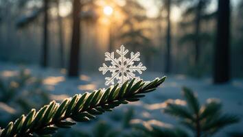 Snowflake Resting on Evergreen Branch with Sunlight in Winter Forest photo