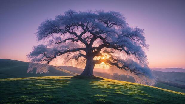 Lone Tree Silhouette at Sunset on Rolling Hills with Warm Light photo