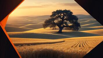 Lone Tree Stands in Golden Wheat Field Under Warm Sunset Light photo
