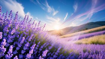 Lavender Field Blooming at Sunset in Rolling Hills with Soft Light photo