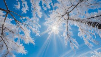 Looking Up at Frost Covered Tree Branches Against a Bright Sky photo