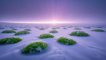 Mossy Rocks in Snowy Landscape Under Sunrise photo