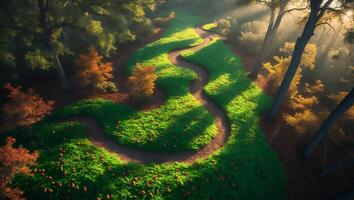 Winding Path Through Lush Green Forest with Tall Trees photo