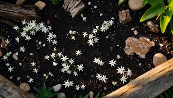 White Flowers and Rocks on Dark Soil Surface photo