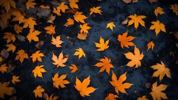 Autumn Leaves on Dark Ground photo