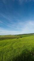 Time Passing And Wind Blowing Over The Green Field In Spring video