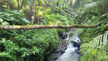 A view of a lush tropical forest with a small river flowing through it. A fallen tree trunk lies across the river. video