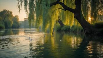 Tranquil Willow Tree Overhanging River with Birds and Golden Light photo
