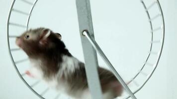 Gray hamster navigating exercise wheel with determined energy video