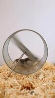 Dwarf hamster actively spinning transparent exercise wheel on wood shaving bedding video