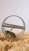 Dwarf hamster climbing inside rotating transparent exercise wheel on bedding video