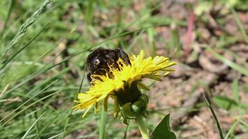 Busy bee collecting pollen from yellow dandelion flower in natural setting video