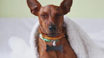 Miniature pinscher dog with alert expression shifting to playful behavior video