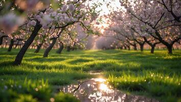 Cherry Blossom Tree in Spring Orchard Garden photo