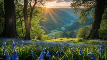 Blooming Bluebells in Forest Meadow at Sunrise with Mountain Valley View photo