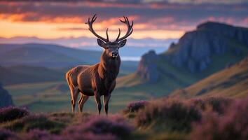 Majestic Deer Standing on Hillside at Sunset with Purple Heather photo