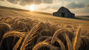 Golden Wheat Field at Sunset with Barn and Rolling Hills Landscape photo