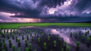 Rice Field with Ominous Storm Clouds Reflecting in Water Scenery photo