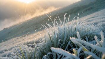 Frosty Grass and Golden Sunlight on a Cold Morning Hillside photo