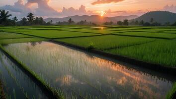 Rice Field at Sunrise Reflecting Golden Light on Water Surface photo