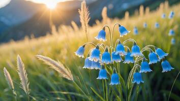 Bluebell Flowers Blooming in Meadow at Sunrise with Golden Light photo