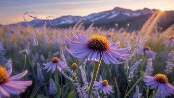 Purple Coneflowers Blooming in a Meadow at Sunset with Mountain View photo