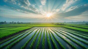Rice Paddy Field with Water Reflecting Sunrise in Tropical Landscape photo