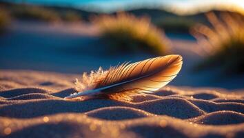 Feather Lying on Sandy Beach with Golden Sunlight Glow at Sunset photo