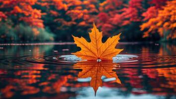 Maple Leaf Floating on Lake Reflecting Fall Colors and Forest photo