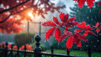 Red Leaves Sparkling with Raindrops Creating a Tranquil Garden Scene photo