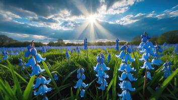 Blooming Bluebells in Meadow with Sunlight Shining Through Cloudy Sky photo