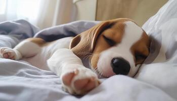 Adorable Beagle Puppy Peacefully Sleeping In A Cozy Bed. The Cute Pet Looks Absolutely Charming And Endearing. So Delightful. photo