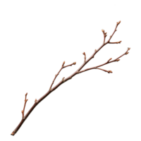 Leafless twig shows small buds ready to bloom on transparent background png