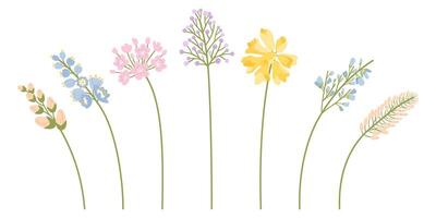 Wildflowers set, branches with buds and inflorescence flowers in pink, blue, and yellow colors. Meadow colorful herbs and various botanical wild plants for design projects. vector