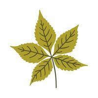 Five leaved ivy in light green color. One element isolated on white. Spring or summer background, illustration vector
