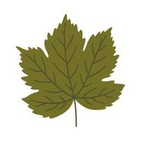 Maple leaf in dark green color, illustration vector