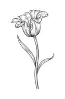 Tulip with leaves, black contour. Blooming flower in line art style. Beautiful spring decor, drawing. Sketch element for design vector